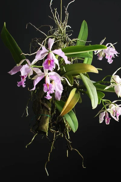 Цветы орхидеи Cattleya maxima tipo — стоковое фото