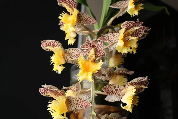 Orquídea Catasetum tigrinum o Catasetum fimbriatum — Foto de Stock