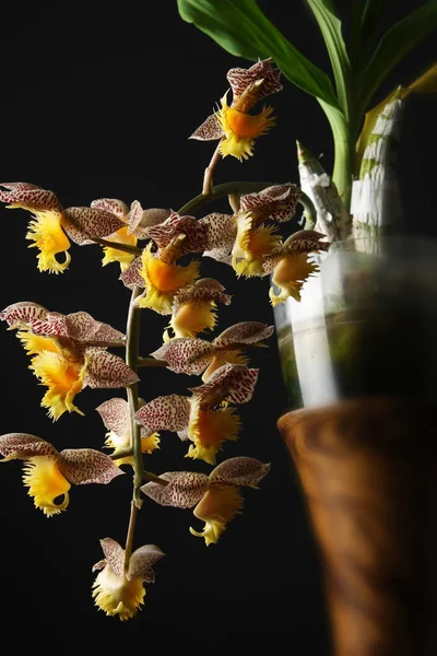 Orchid Catasetum tigrinum или Catasetum fimbriatum — стоковое фото
