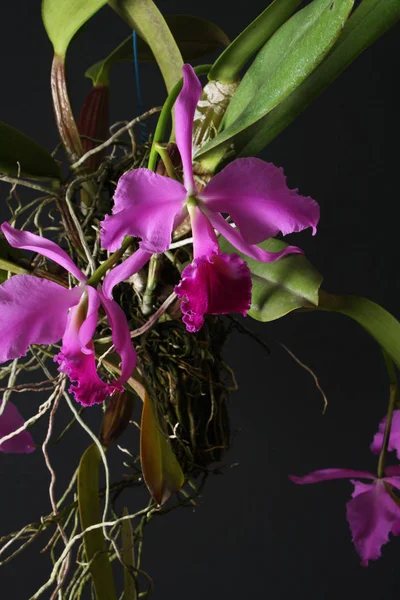 Орхидей Cattleya labiata — стоковое фото