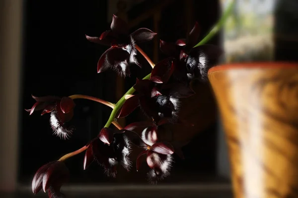 Orchidea nera Fredklarkeara Mezzanotte Lace — Foto Stock