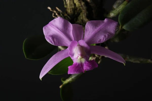 Orquídea walkeriana de Cattleya sobre un fondo negro — Foto de Stock