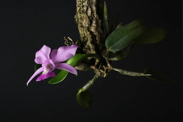 Cattleya walkeriana orchidee auf schwarzem hintergrund — Stockfoto