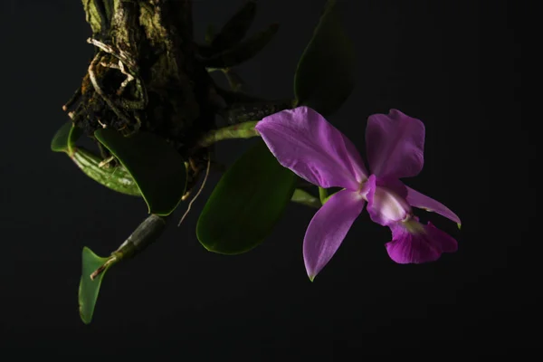 Orquídea walkeriana de Cattleya sobre un fondo negro — Foto de Stock