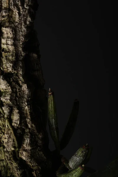 Absztrakt background vele természetes öko fa kéreg rügyek — Stock Fotó