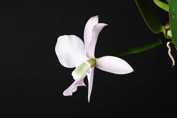 Cattleya walkeriana coerulea orquídea sobre un fondo oscuro — Foto de Stock