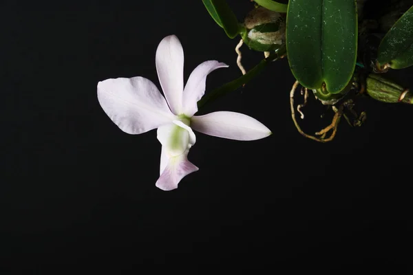 Cattleya walkeriana coerulea Orchidee auf dunklem Hintergrund — Stockfoto