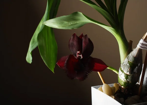 Catasetum orchidea ibrida su sfondo scuro — Foto Stock