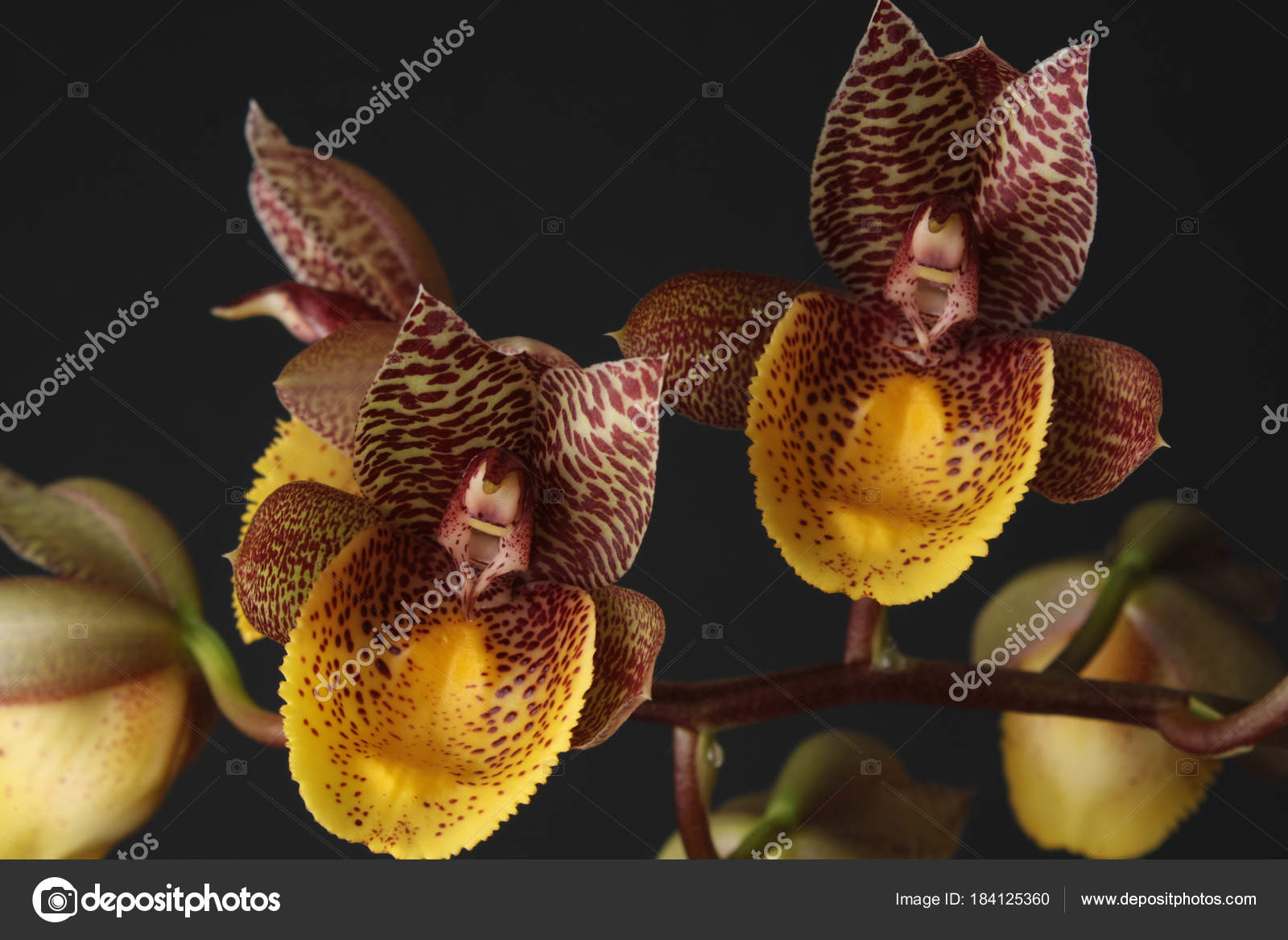 Catasetum orchid fotos de stock, imágenes de Catasetum orchid sin royalties  | Depositphotos