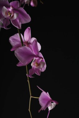Phalaenopsis schilleriana pembe orkide cins koyu arka plan