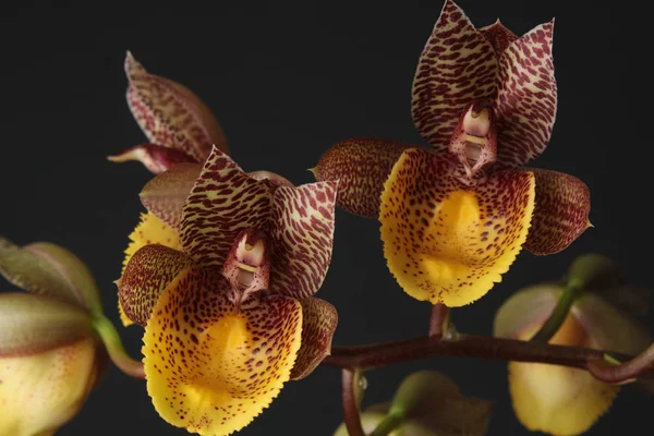 Orchid flower Catasetum Chuck Taylor — стоковое фото