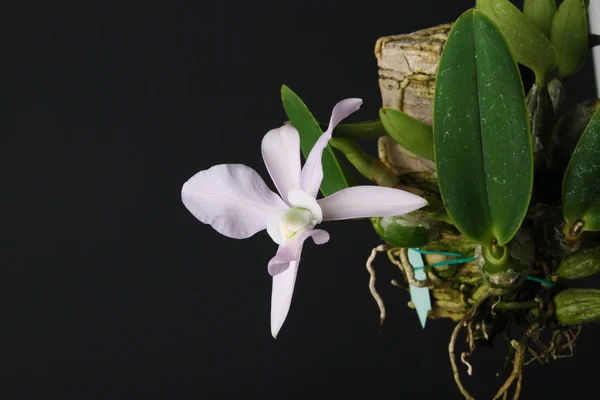 Cattleya walkeriana coerulea orchid on a dark background — Stock Photo, Image