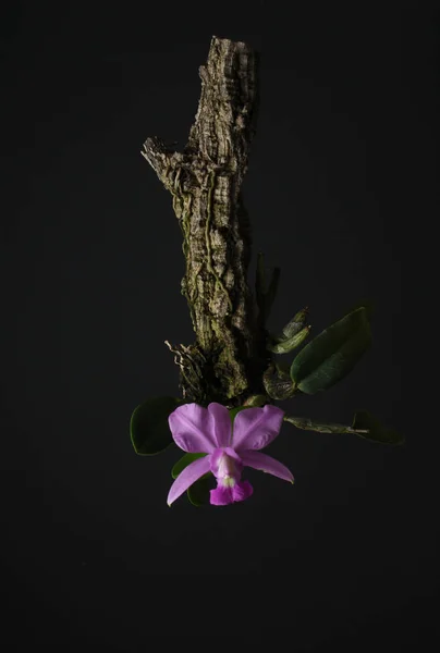 Орхидея Каттлеи Уолкерианы на черном фоне — стоковое фото