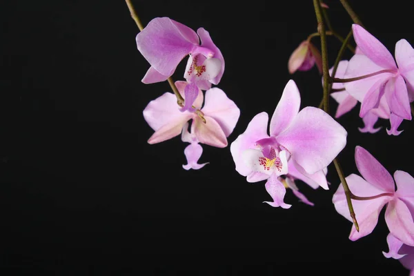 Phalaenopsis schilleriana rosa Orchidee auf dunklem Hintergrund — Stockfoto