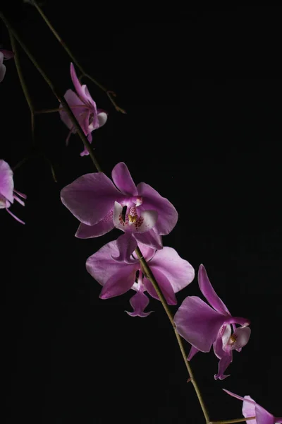 Phalaenopsis schilleriana розовая орхидея на темном фоне — стоковое фото