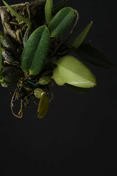 Абстрактний фон натуральне дерево кора листя — стокове фото