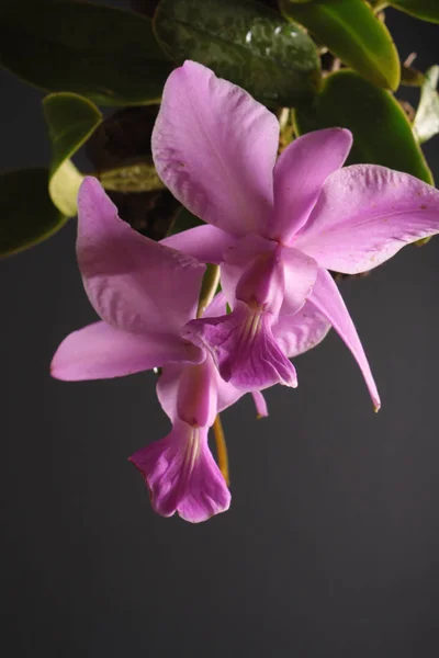 Orquídea do tipo Cattleya walkeriana — Fotografia de Stock