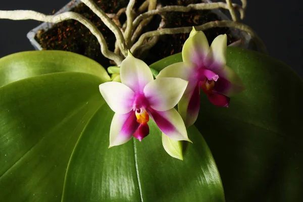 Орхидея фаленопсис белоснежная — стоковое фото