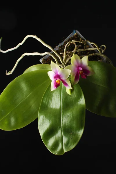 Orchidea Phalaenopsis bellina — Foto Stock