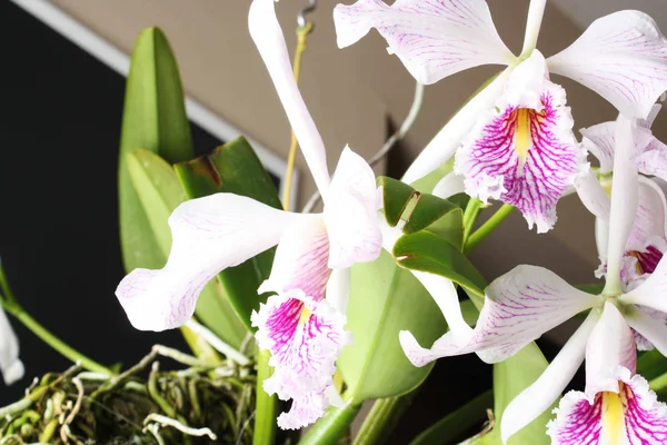 Orchid Cattleya maxima semi-alba striata ���La Pedrena��� — Stock Photo, Image