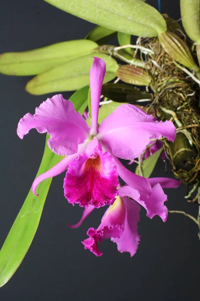 Orquídea Cattleya labiata — Foto de Stock