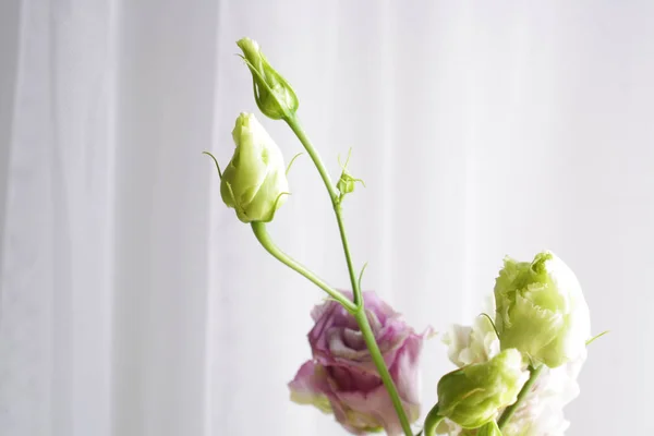 Background flowers rose bud abstraction — Stock Photo, Image