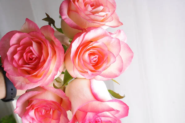 Bakgrunden blommor ros knopp abstraktion — Stockfoto