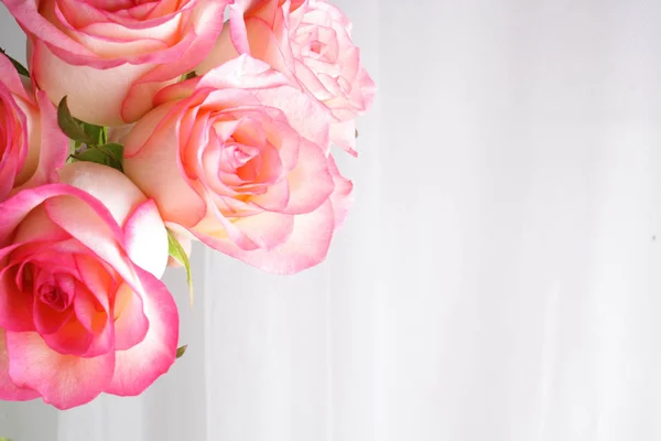 背景の花バラの芽の抽象化 — ストック写真