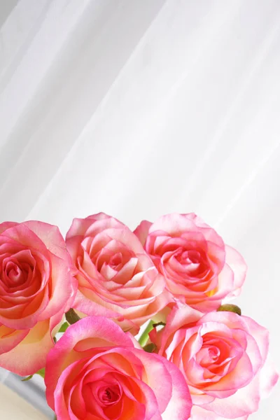 Pozadí květy růže bud abstrakce — Stock fotografie