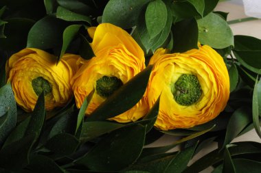 Düğünçiçeği sarı çiçekler arka plan