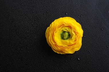 siyah zemin üzerine sarı tipik çiçekler