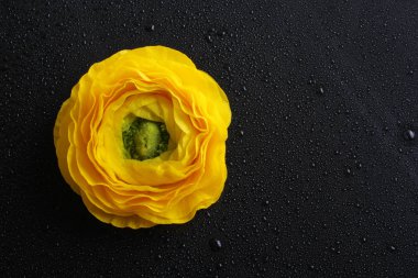 siyah zemin üzerine sarı tipik çiçekler