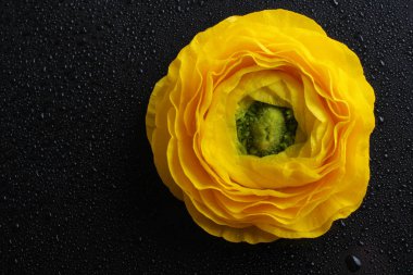 siyah zemin üzerine sarı tipik çiçekler