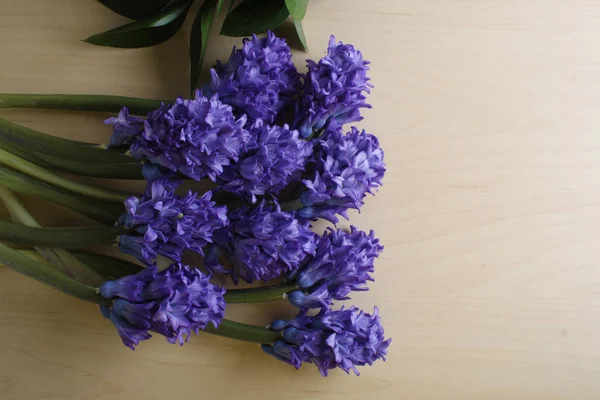 Blå Hyacint Blommor Bakgrund — Stockfoto