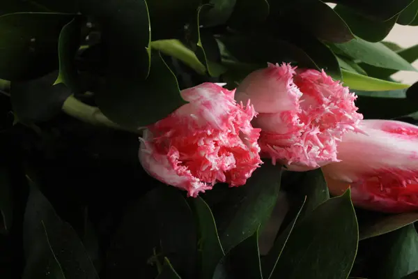 チューリップ花束背景の花 — ストック写真
