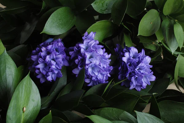 青いヒヤシンスの花背景 — ストック写真