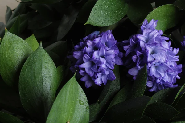 青いヒヤシンスの花背景 — ストック写真