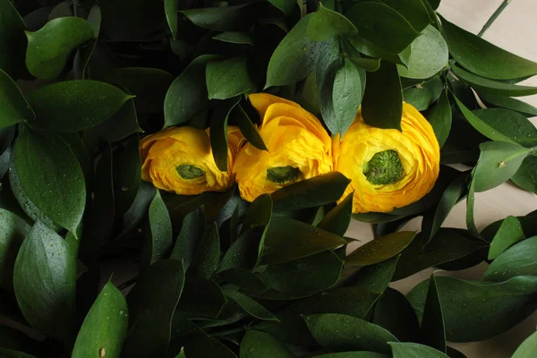 Ranunculus gula blommor bakgrund — Stockfoto