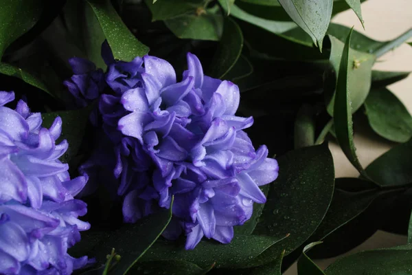 Fond bleu jacinthe fleurs — Photo