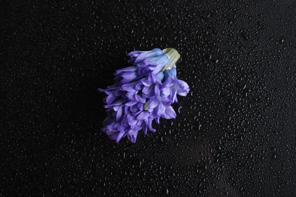 Siyah bir zemin üzerine sümbül mavi çiçekler — Stok fotoğraf
