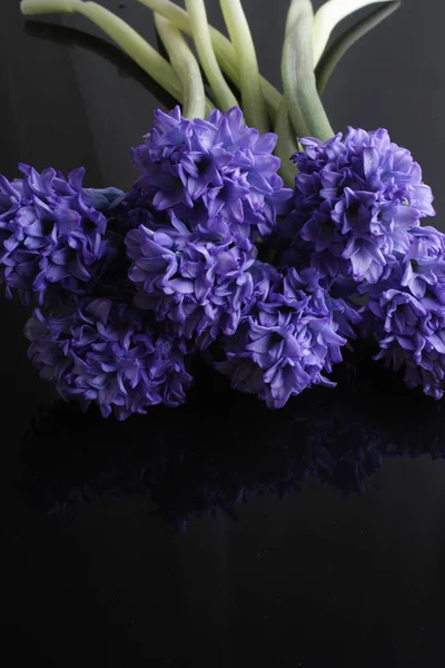 Hyacint blå blommor på en svart bakgrund — Stockfoto