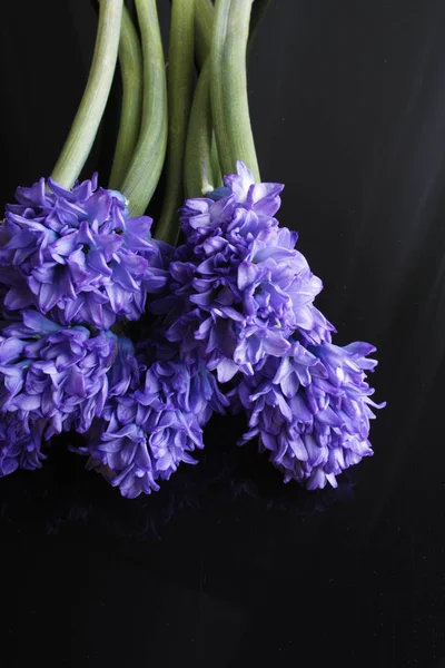 Hyacint blå blommor på en svart bakgrund — Stockfoto