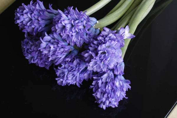 Hyacint blå blommor på en svart bakgrund — Stockfoto