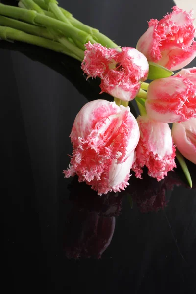 tulip pink flowers on a black background