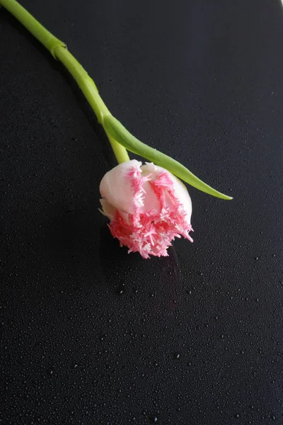 tulip pink flowers on a black background