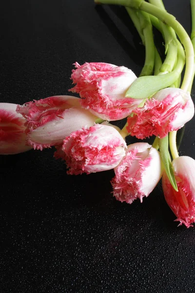 tulip pink flowers on a black background