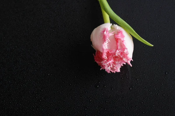 Tulip pink flowers on a black background — Stock Photo, Image