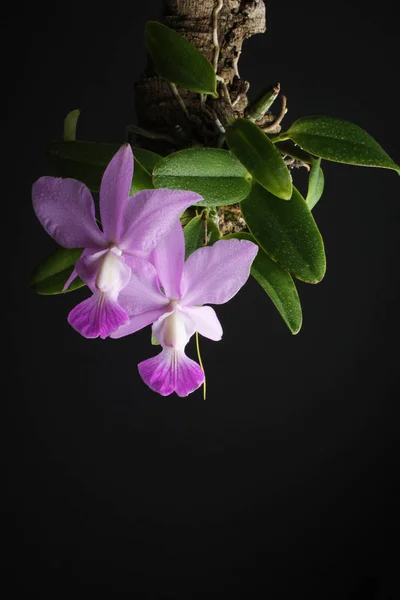 Orquídea sobre fondo negro — Foto de Stock