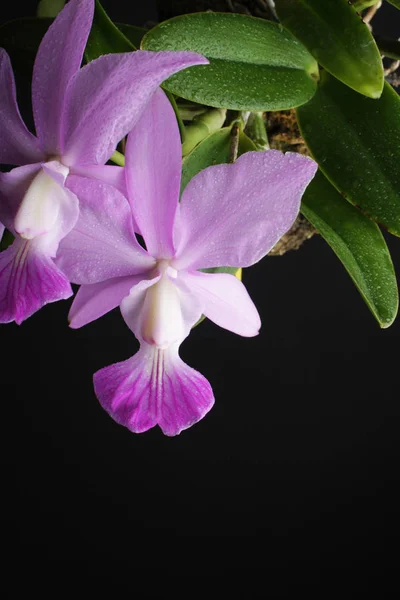 Orquídea sobre fondo negro — Foto de Stock