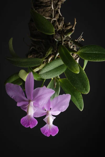 Orquídea sobre fondo negro — Foto de Stock